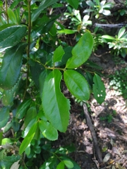 Laureliopsis philippiana