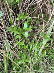 Opercularia ovata