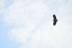 Pseudastur occidentalis