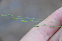 Kellochloa brachyantha