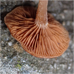 Tubariaceae