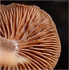 Tubariaceae