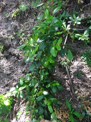 Laureliopsis philippiana