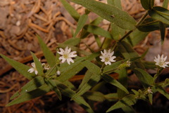 Pseudostellaria jamesiana