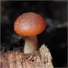 Tubariaceae