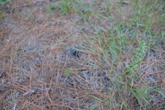 Kellochloa brachyantha