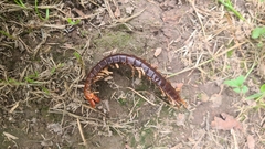 Cormocephalus rubriceps