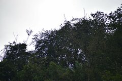 Pseudastur occidentalis