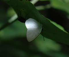 Euselasia cataleuca