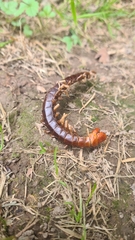 Cormocephalus rubriceps