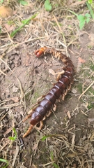 Cormocephalus rubriceps