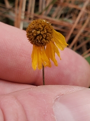 Helenium