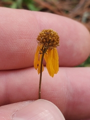 Helenium