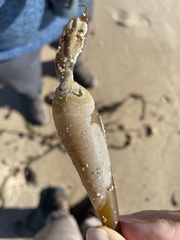 Membranipora membranacea