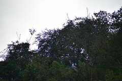 Pseudastur occidentalis