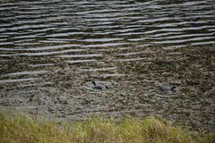 Fulica ardesiaca