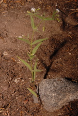 Pseudostellaria jamesiana