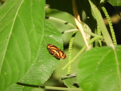 Castilia eranites