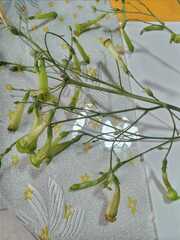 Nicotiana paniculata