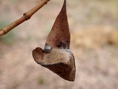 Cymbacha