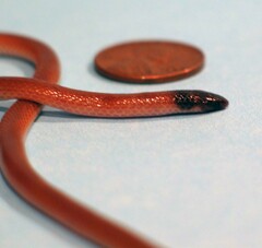 Tantilla relicta neilli