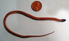 Tantilla relicta neilli