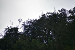 Pseudastur occidentalis