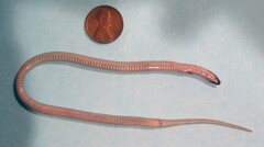 Tantilla relicta neilli