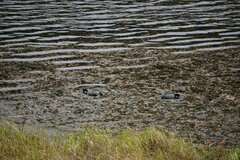 Fulica ardesiaca