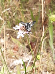 Thyreus caeruleopunctatus