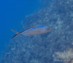 Caranx ruber