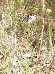 Thyreus caeruleopunctatus