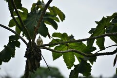 Polioptila bilineata