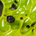 Plectocarpon lichenum - Photo 由 Jeff Ward 所上傳的 (c) Jeff Ward，保留部份權利CC BY-NC-SA