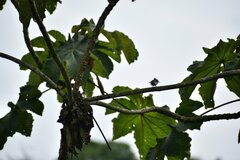 Polioptila bilineata