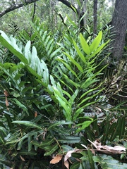 Acrostichum speciosum