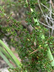 Cryptandra spinescens