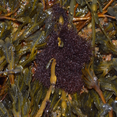 Vertebrata lanosa