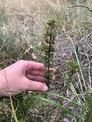 Cryptandra spinescens