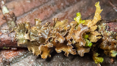 Tuckermanopsis chlorophylla