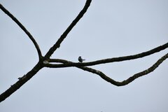 Polioptila bilineata