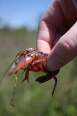 Procambarus gracilis