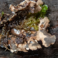 Tuckermanopsis chlorophylla