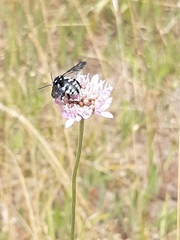Thyreus caeruleopunctatus