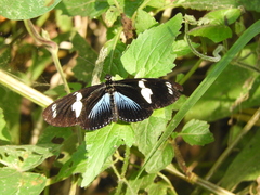 Heliconius doris