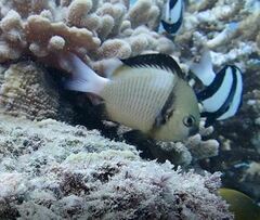 Dascyllus reticulatus