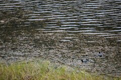 Fulica ardesiaca