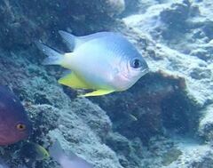 Amblyglyphidodon orbicularis