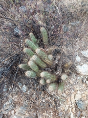 Echinocereus engelmannii fasciculatus