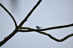 Polioptila bilineata